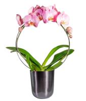 arched-pink-orchid