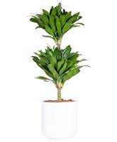 dracaena-plant