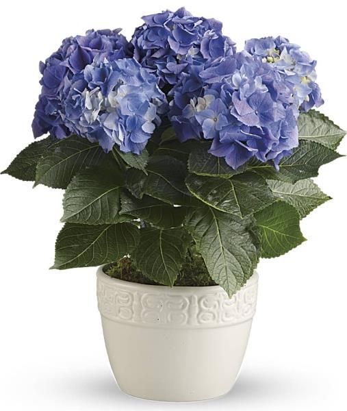 blue-hydrangea