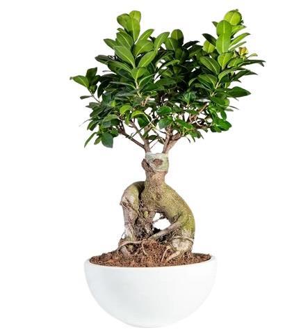 bonsai-ficus-plant