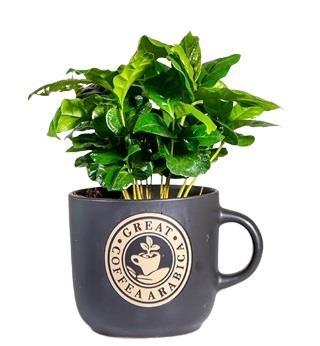 coffee-plant