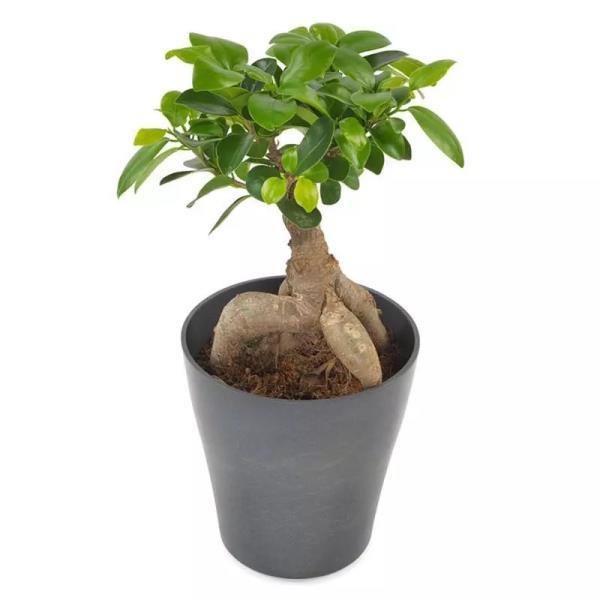 ficus-plant