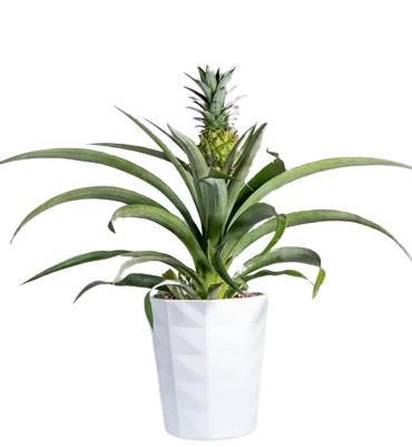 pineapple-plant