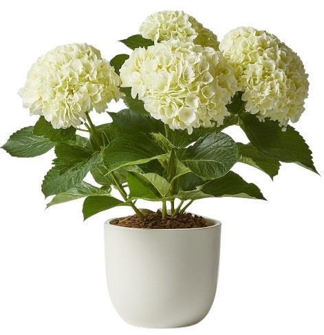 white-hydrangea-plant